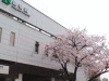 巣鴨駅前の桜